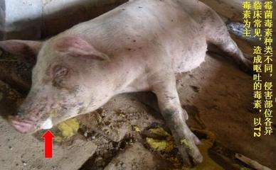 豬嘔吐是怎么回事兒？這5種原因，其中有一個是大麻煩！