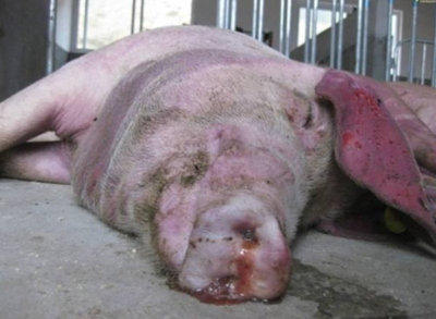 育肥豬皮膚發紅？警惕這三大常見疾病